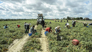 Agricoltura stritolata dalla grande distribuzione: “Puntare sui piccoli produttori”